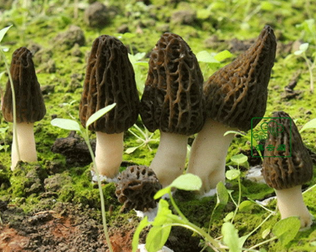 苹果
